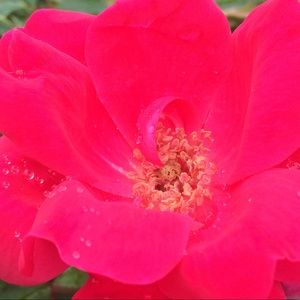 Meet your Posher, Simone